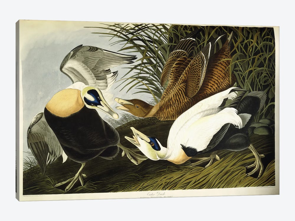 Eider Duck by John James Audubon 1-piece Canvas Wall Art
