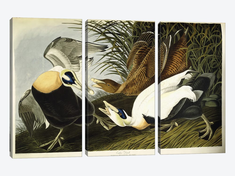 Eider Duck 3-piece Canvas Art