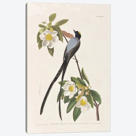 Forked-Tailed Flycatcher & Gordonia Canvas Print #BMN6728} by John James Audubon Canvas Art