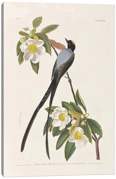 Forked-Tailed Flycatcher & Gordonia Canvas Art Print - Botanical Illustrations