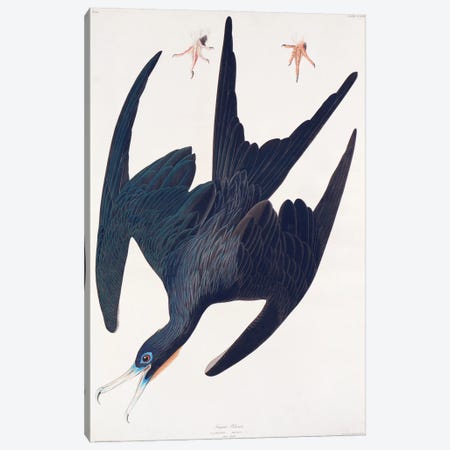 Frigate Pelican Canvas Print #BMN6729} by John James Audubon Canvas Artwork