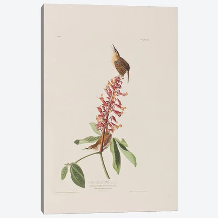 Great Carolina Wren & Red Buckeye Canvas Print #BMN6731} by John James Audubon Canvas Print