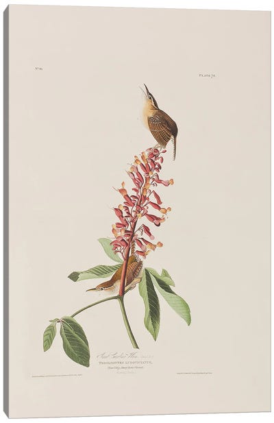 Great Carolina Wren & Red Buckeye Canvas Art Print - Botanical Illustrations