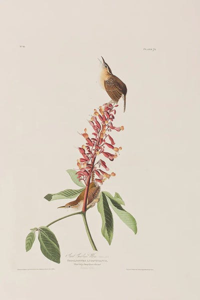 Botanical Illustrations: Great Carolina Wren & Red Buckeye by John James Audubon
