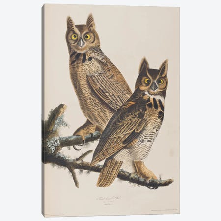 Great Horned Owl Canvas Print #BMN6732} by John James Audubon Art Print