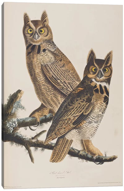 Great Horned Owl Canvas Art Print - John James Audubon