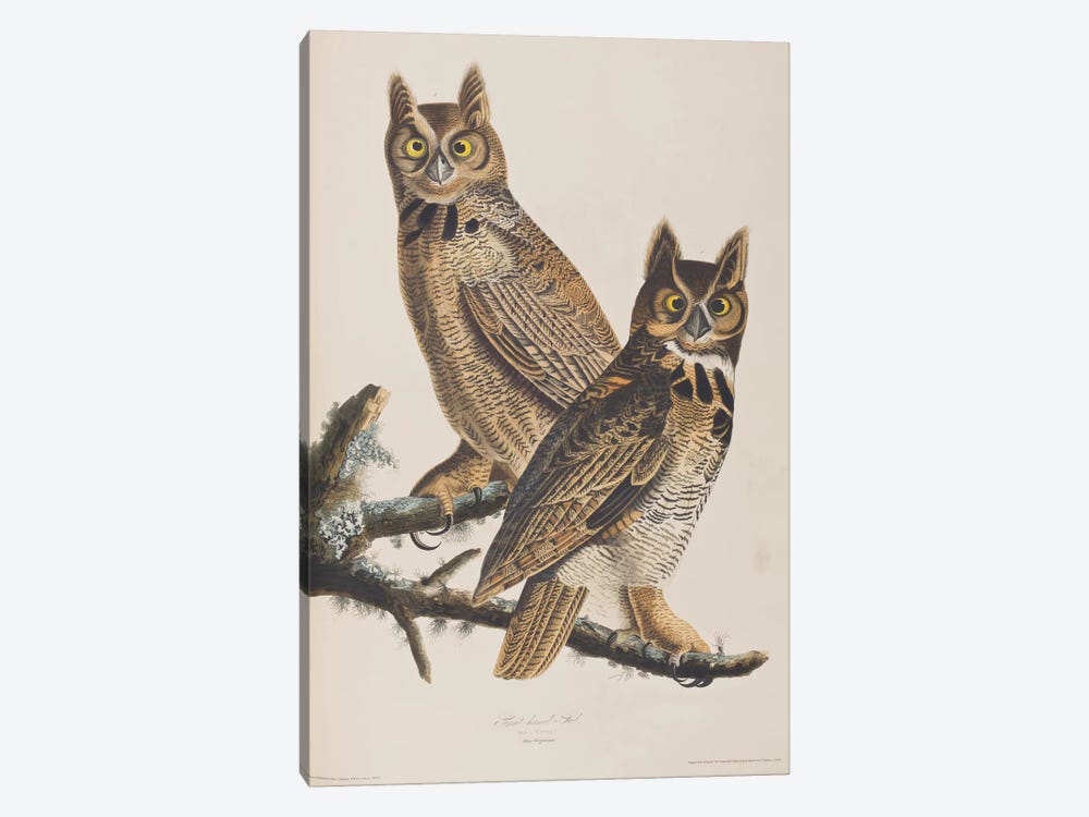 Great Horned Owl by John James Audubon 1-piece Art Print