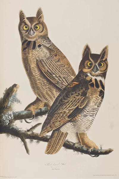 Science: Great Horned Owl by John James Audubon