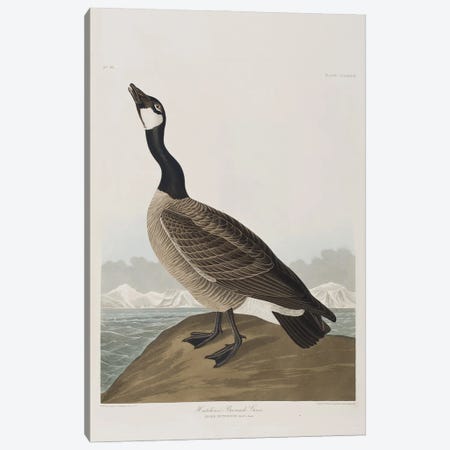 Hutchins's Barnacle Goose Canvas Print #BMN6733} by John James Audubon Art Print