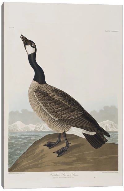Hutchins's Barnacle Goose Canvas Art Print - Goose Art