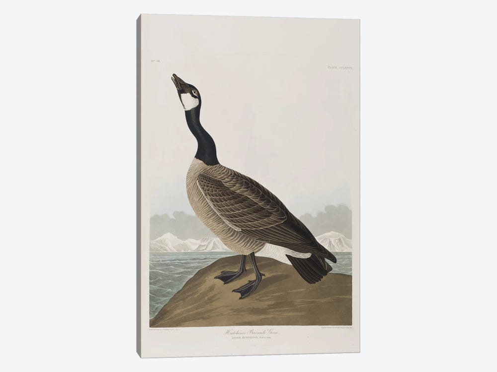 Hutchins's Barnacle Goose by John James Audubon 1-piece Canvas Art