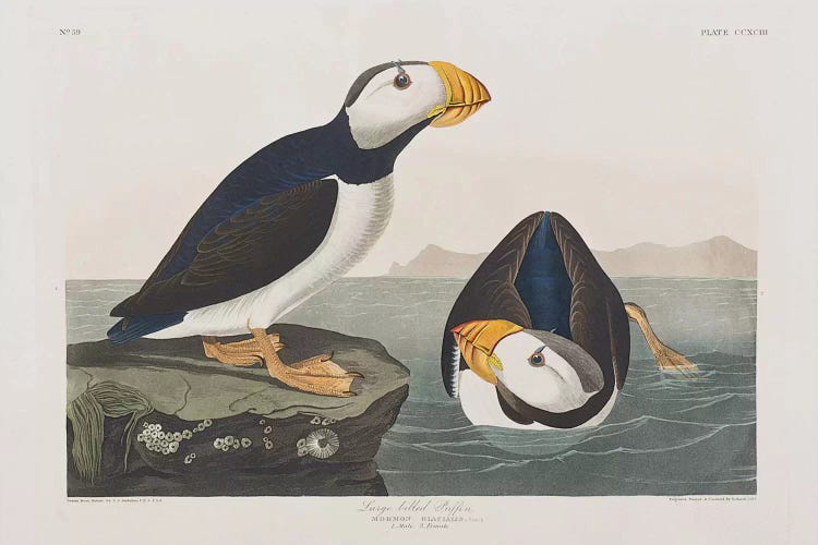 Large-Billed Puffin