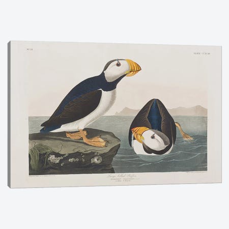 Large-Billed Puffin Canvas Print #BMN6734} by John James Audubon Canvas Art