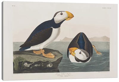 Large-Billed Puffin Canvas Art Print - Puffins