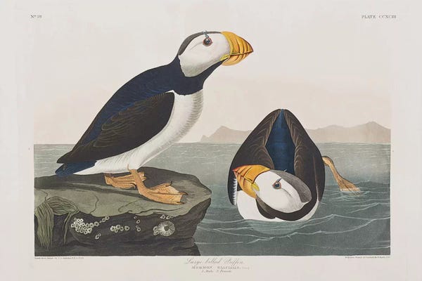 Vintage Animal Illustrations: Large-Billed Puffin by John James Audubon