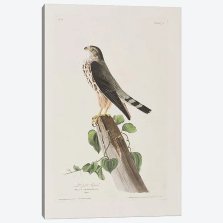 Le Petit Caporal Canvas Print #BMN6735} by John James Audubon Canvas Wall Art