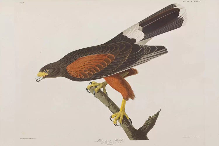 Louisiana Hawk