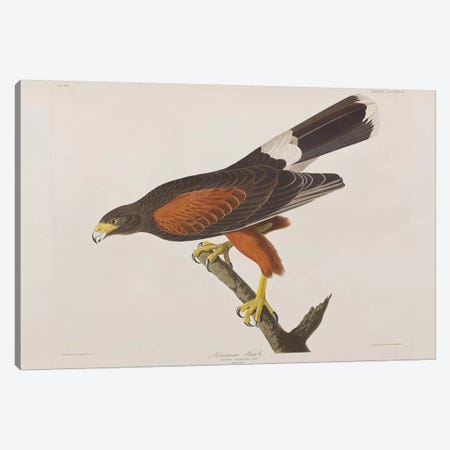 Louisiana Hawk Canvas Print #BMN6736} by John James Audubon Canvas Art