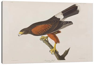 Louisiana Hawk Canvas Art Print - John James Audubon