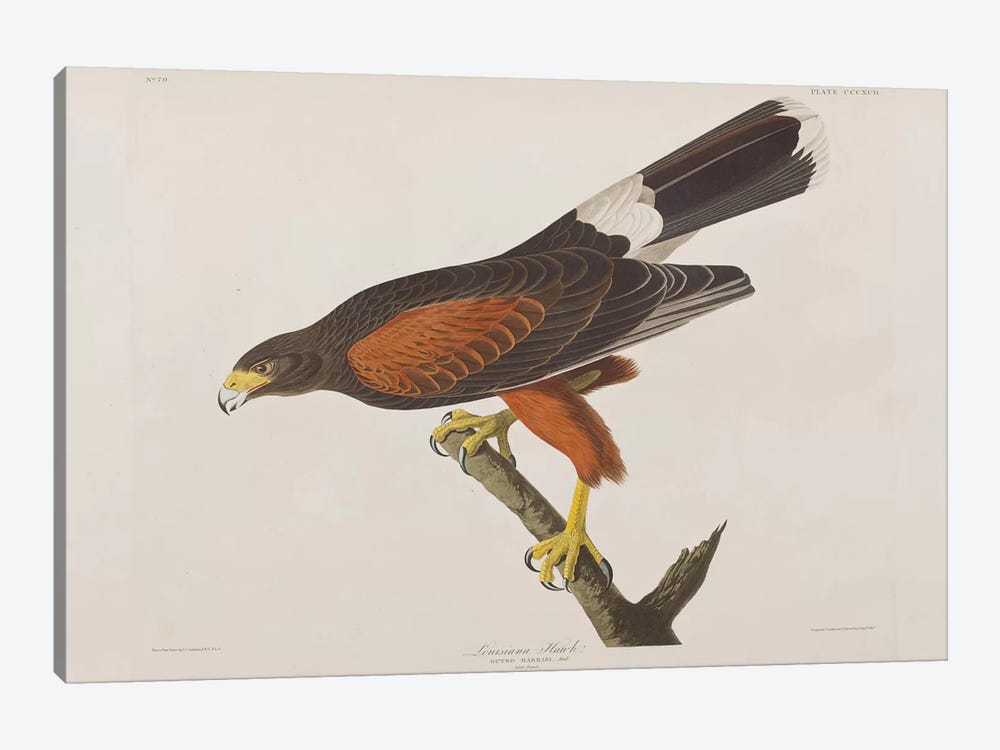 Louisiana Hawk by John James Audubon 1-piece Canvas Art Print
