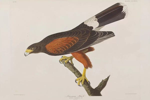 Vintage Animal Illustrations: Louisiana Hawk by John James Audubon