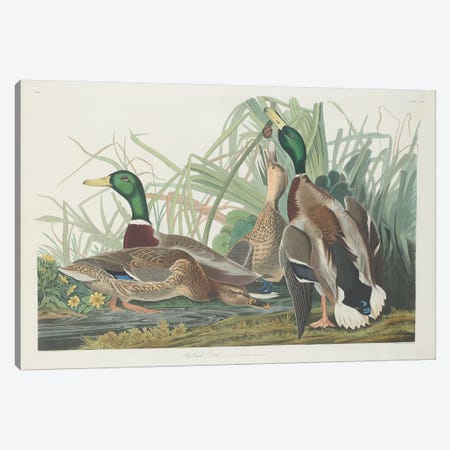 Mallard Duck Canvas Print #BMN6737} by John James Audubon Canvas Artwork