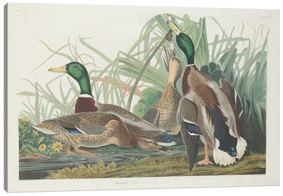 Mallard Duck Canvas Art Print - Animal Illustrations