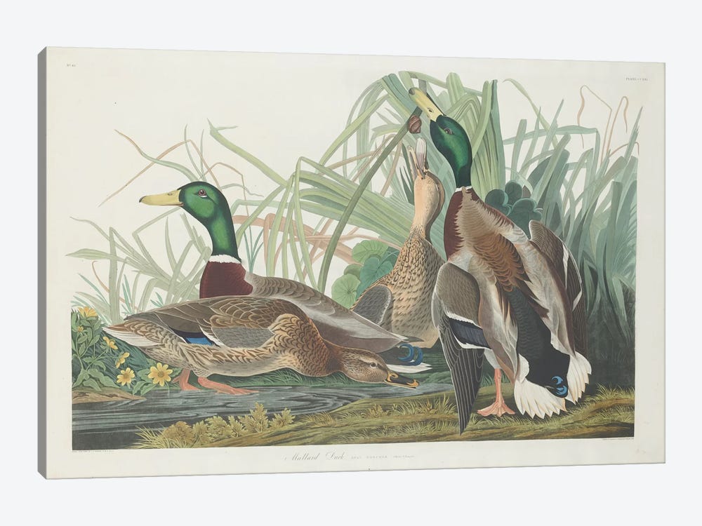 Mallard Duck by John James Audubon 1-piece Canvas Wall Art