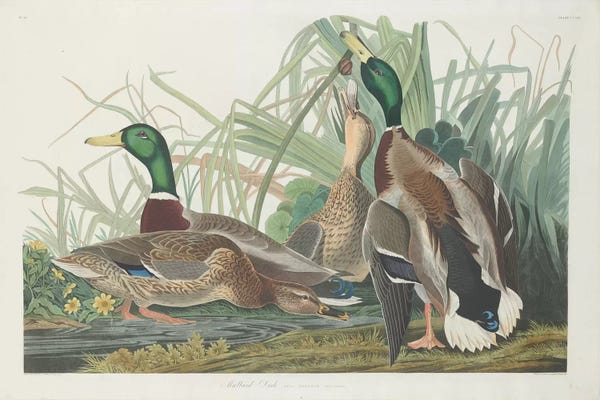 Vintage Animal Illustrations: Mallard Duck by John James Audubon