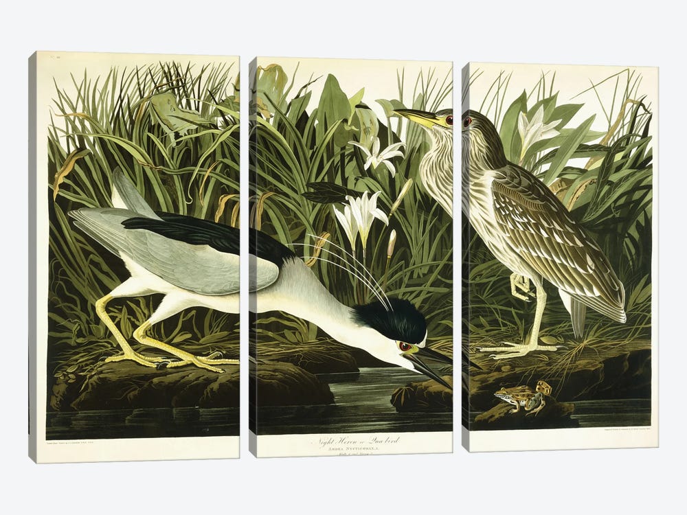 Night Heron (Qua Bird) by John James Audubon 3-piece Canvas Artwork