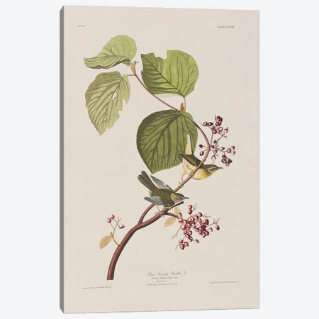 Pine Swamp Warbler & Hobble Bush Canvas Print #BMN6740} by John James Audubon Canvas Wall Art