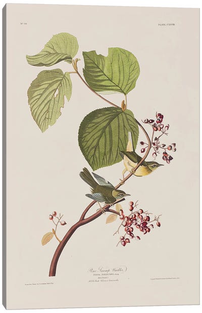 Pine Swamp Warbler & Hobble Bush Canvas Art Print - Warblers