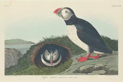 Puffins