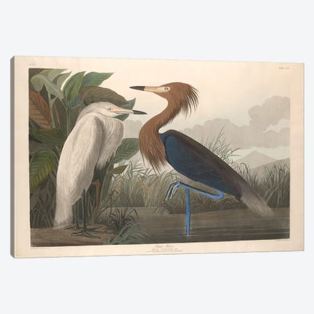 Purple Heron Canvas Print #BMN6742} by John James Audubon Canvas Wall Art