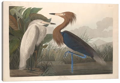 Purple Heron Canvas Art Print - Animal Illustrations
