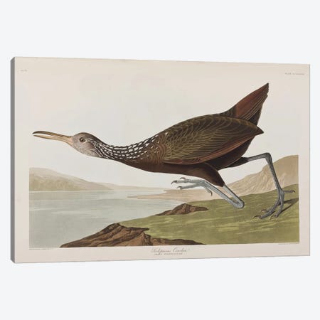 Scolopaceus Courlan Canvas Print #BMN6744} by John James Audubon Art Print