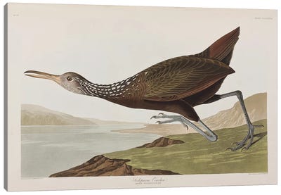 Scolopaceus Courlan Canvas Art Print - John James Audubon