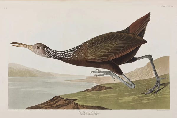 Science: Scolopaceus Courlan by John James Audubon