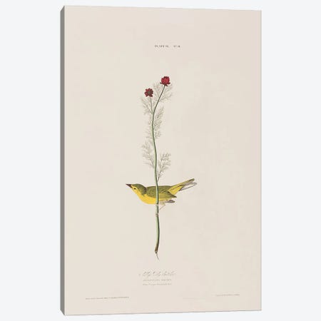 Selby's Fly Catcher & Pheasant's Eye Canvas Print #BMN6745} by John James Audubon Canvas Art Print