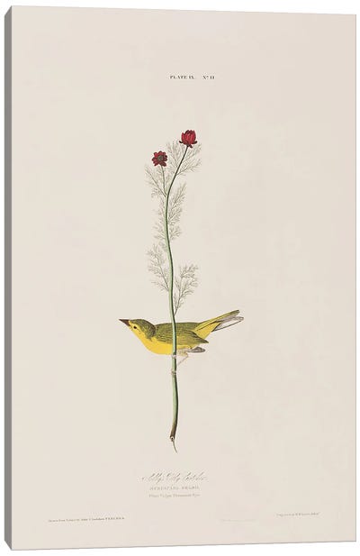 Selby's Fly Catcher & Pheasant's Eye Canvas Art Print - John James Audubon