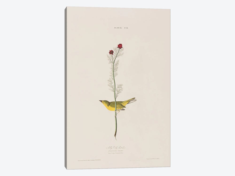 Selby's Fly Catcher & Pheasant's Eye by John James Audubon 1-piece Canvas Art Print
