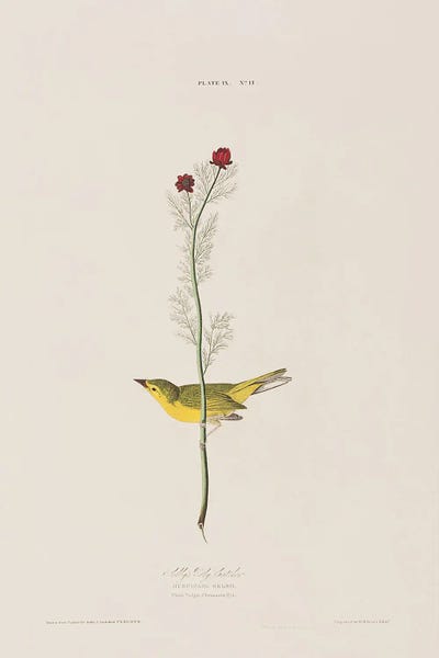 Vintage Botanical Illustrations: Selby's Fly Catcher & Pheasant's Eye by John James Audubon