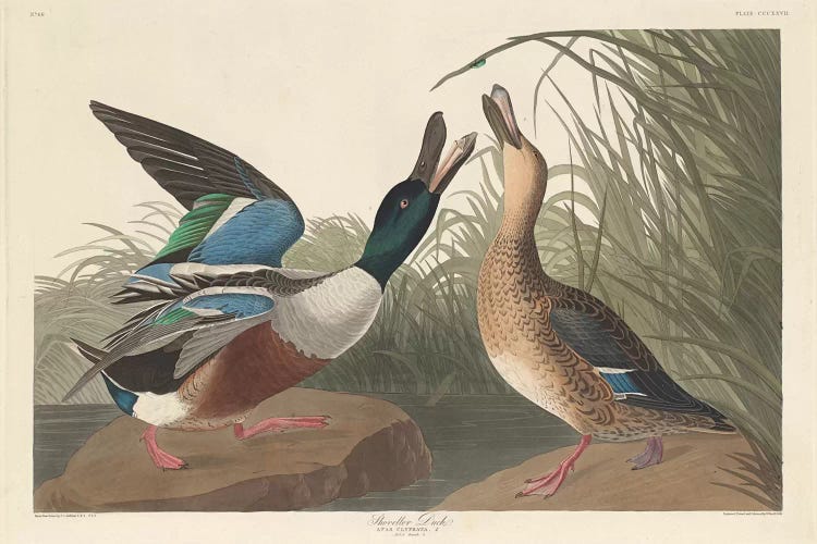 Shoveller Duck by John James Audubon wall art