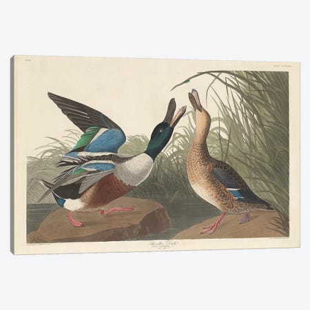 Shoveller Duck Canvas Print #BMN6746} by John James Audubon Canvas Print