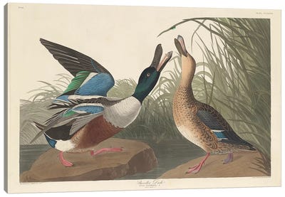Shoveller Duck Canvas Art Print - John James Audubon