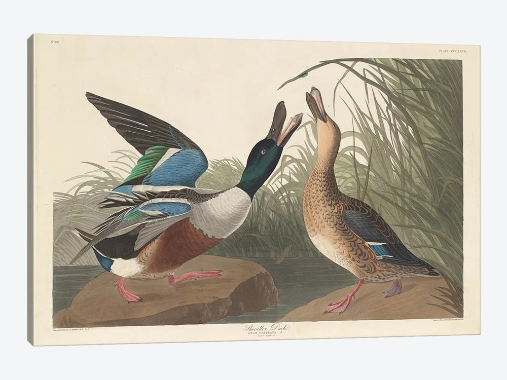 Shoveller Duck by John James Audubon 1-piece Canvas Art