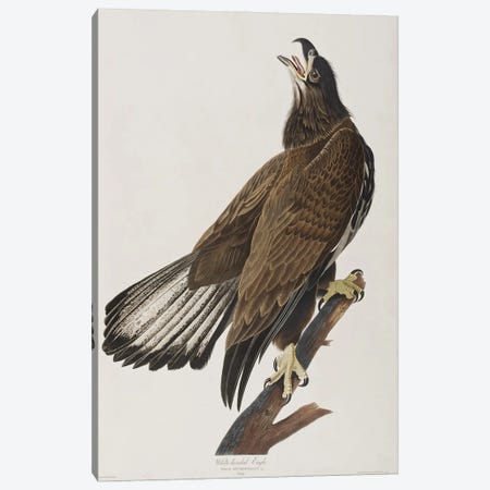 White-Headed Eagle Canvas Print #BMN6749} by John James Audubon Canvas Artwork