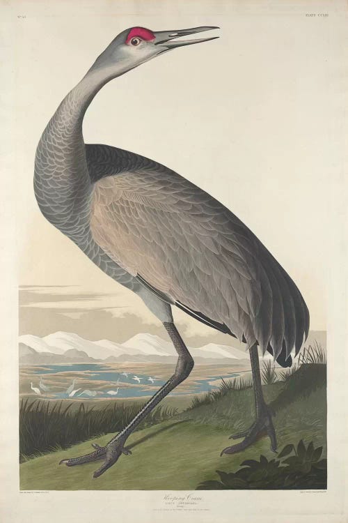 Whooping Crane by John James Audubon wall art