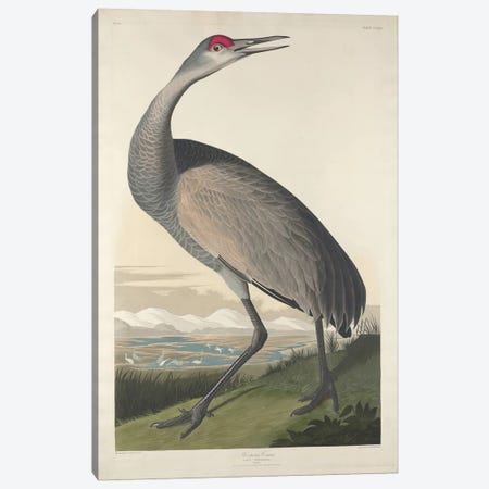 Whooping Crane Canvas Print #BMN6750} by John James Audubon Art Print