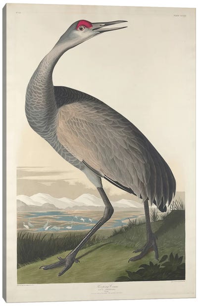 Whooping Crane Canvas Art Print - Animal Illustrations